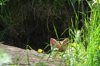 лиса обыкновенная