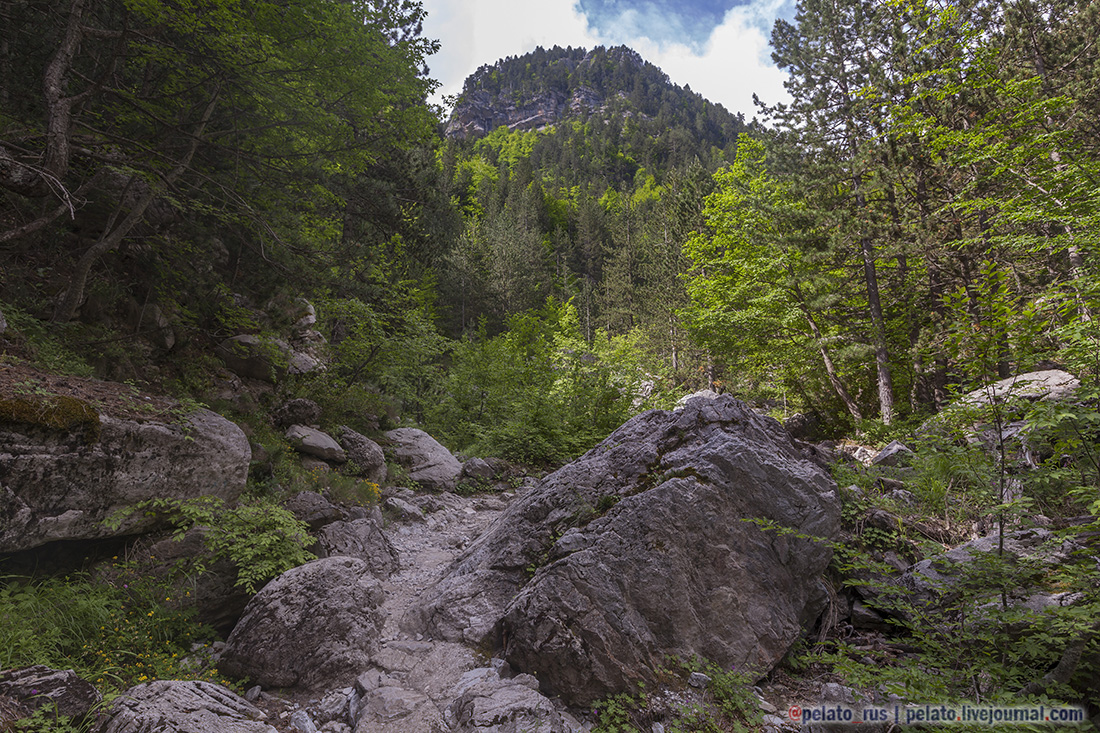 Olimpus олимп ущелье лес сосны деревья скалы gorge forest pine trees rocks mountain mountains гора горы Греция Greece