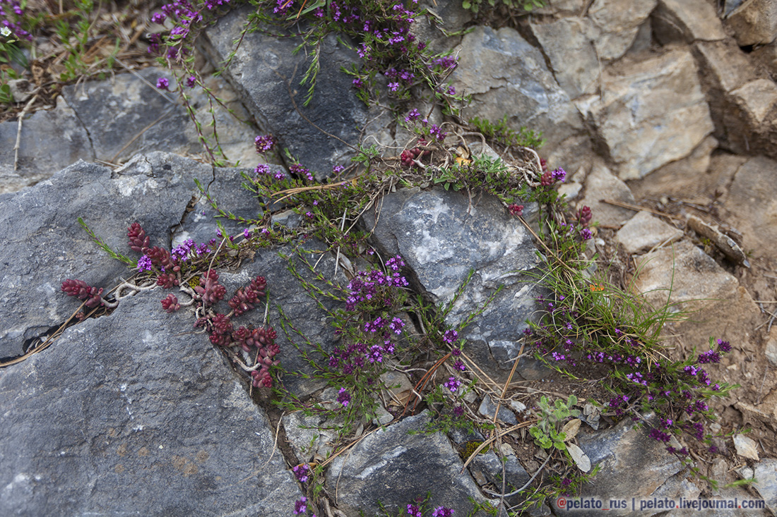 горные цветы flower природа nature stones камни Olimpus олимп mountain mountains горы Греция Македония Greece