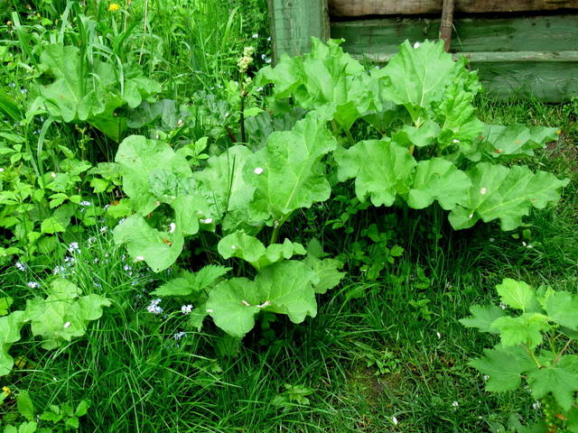 VFL.RU - ваш фотохостинг