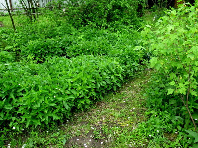 VFL.RU - ваш фотохостинг