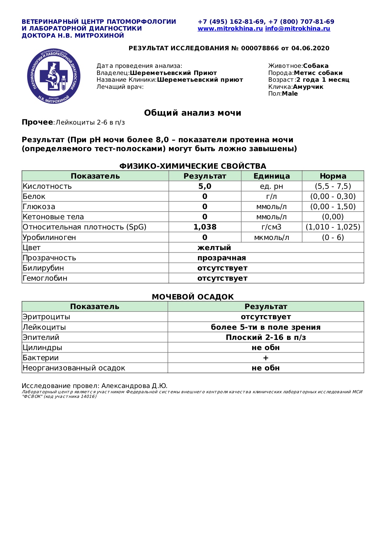 амурчик