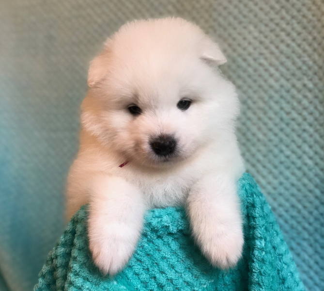 Розовая