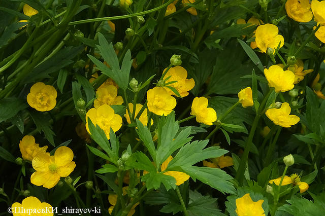 Лютик ползучий - Ranunculus repens - Описание таксона - Плантариум