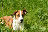 VFL.RU - ваш фотохостинг