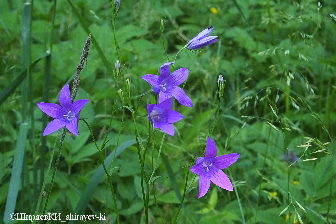 колокольчик раскидистый