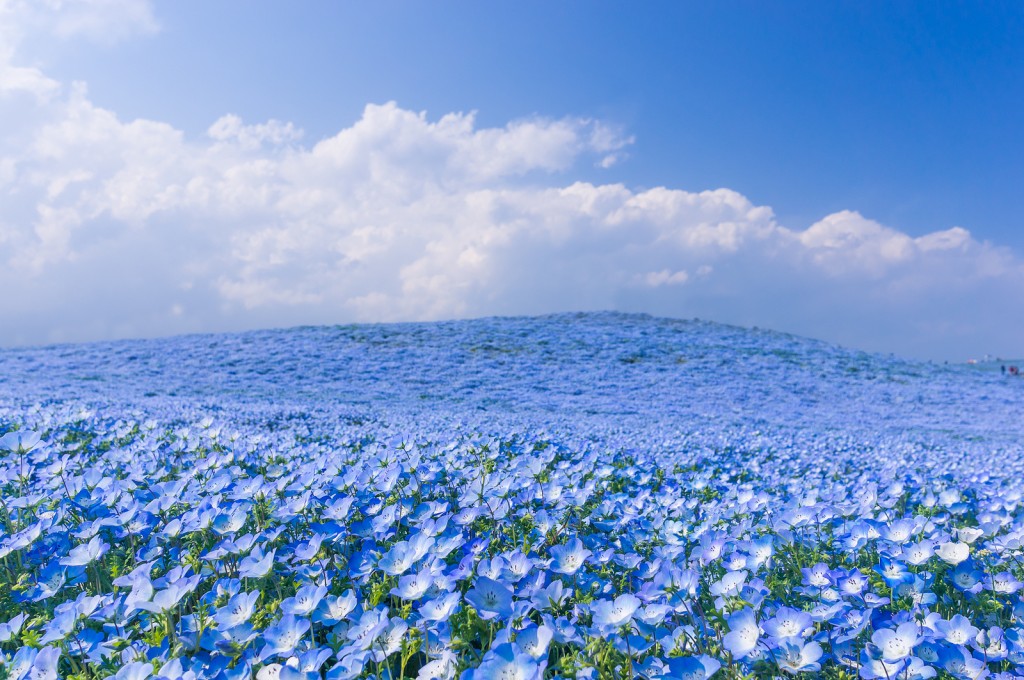 best flower nemophila japan