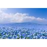 best flower nemophila japan