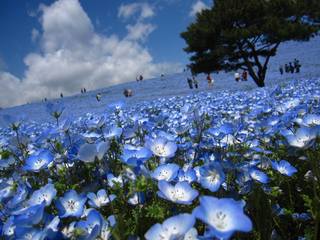 Hitachi Seaside Park Japan1