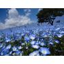 Hitachi Seaside Park Japan1