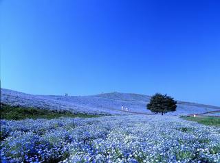 hitachi seaside park nemophila flower japan