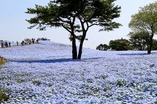 Hitachi-Seaside-Park-1024x683