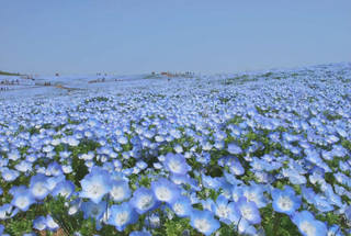 Nemophila-tinh-yeu-nho