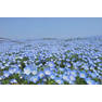 Nemophila-tinh-yeu-nho