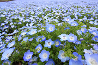 Nemophilia flowers