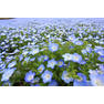 Nemophilia flowers