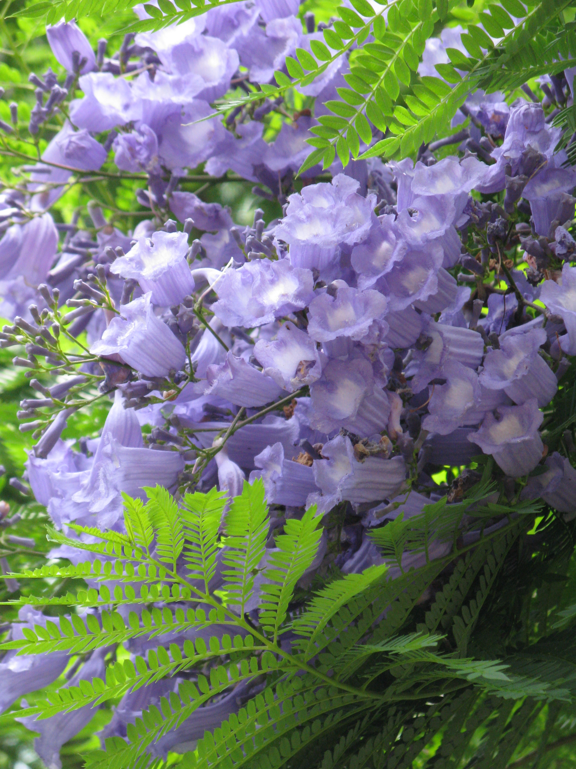 Jacaranda mimosifolia2