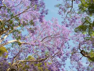 Jacarandas at Meroogal Nov 2014 Tony Boland (4)