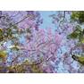 Jacarandas at Meroogal Nov 2014 Tony Boland (4)