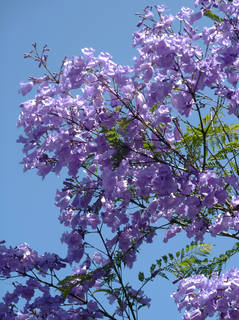 jacaranda-trees-are-blooming-right-now-southern-california