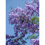 jacaranda-trees-are-blooming-right-now-southern-california