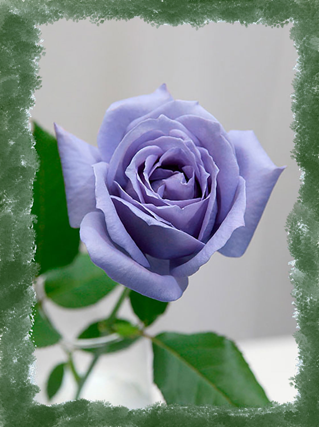 blue-rose