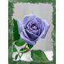 blue-rose