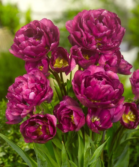 МАРИОЛА 65 руб МНОГОЦВЕТКОВЫЙ+МАХРОВЫЙ !!! ОЧЕНЬ КРАСИВЫЙ СОРТ !!!