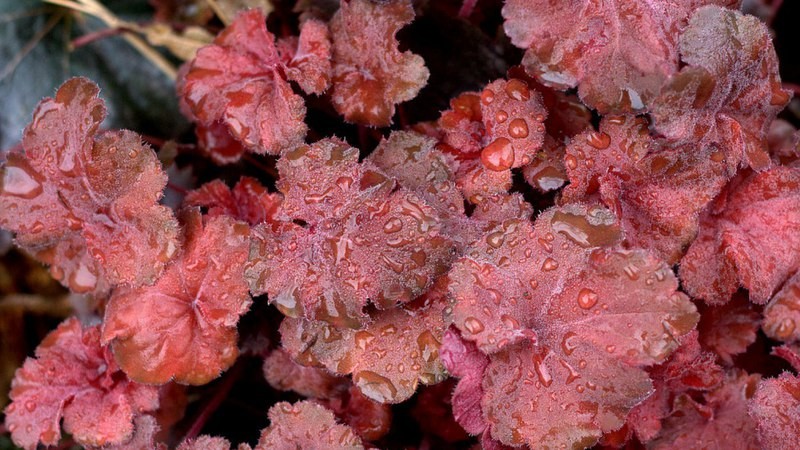 ЧЕРРИ КОЛА 350 руб