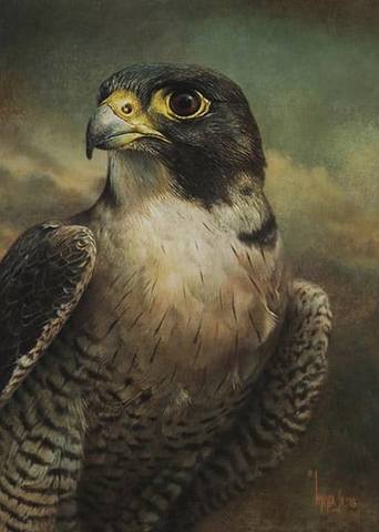 Peregrine-Falcon-Study