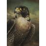 Peregrine-Falcon-Study