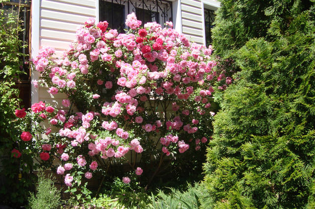 Джон Дэвис Роза Канадская Купить В Иркутске