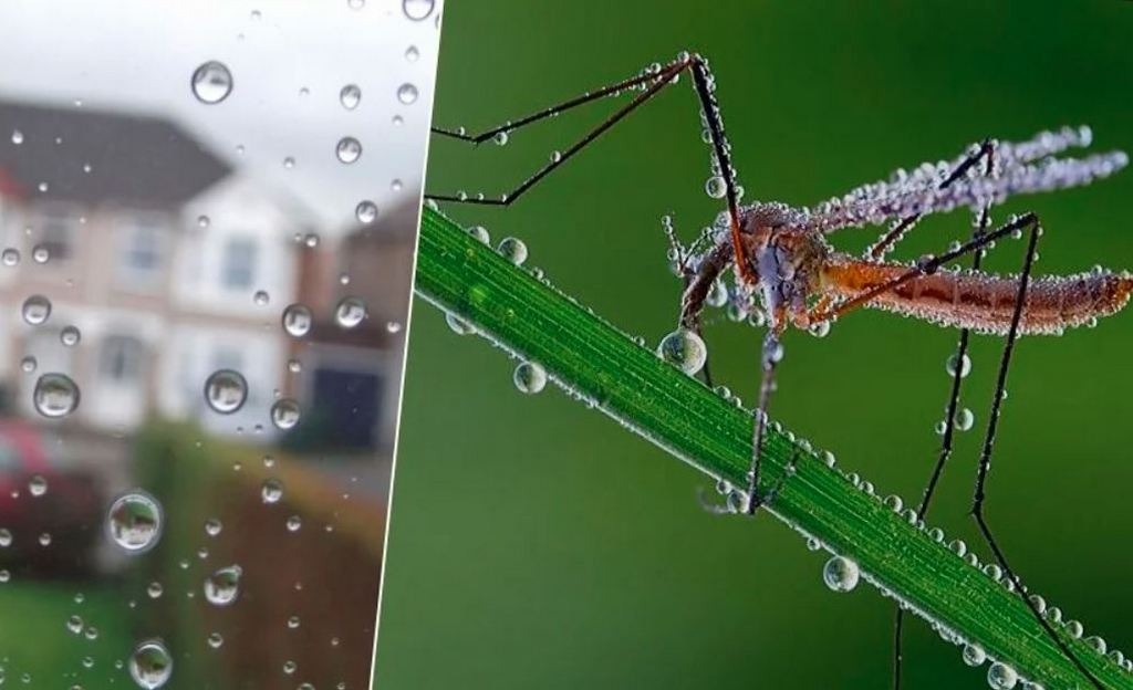 Почему капли дождя не убивают комаров? 