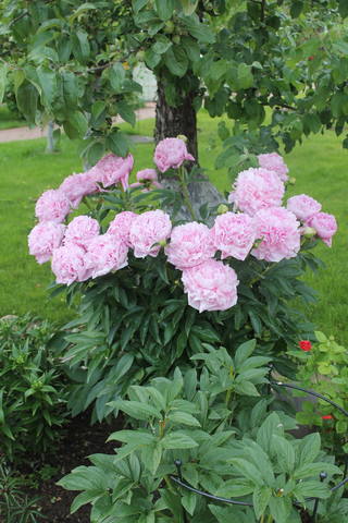 Myra MacRae6