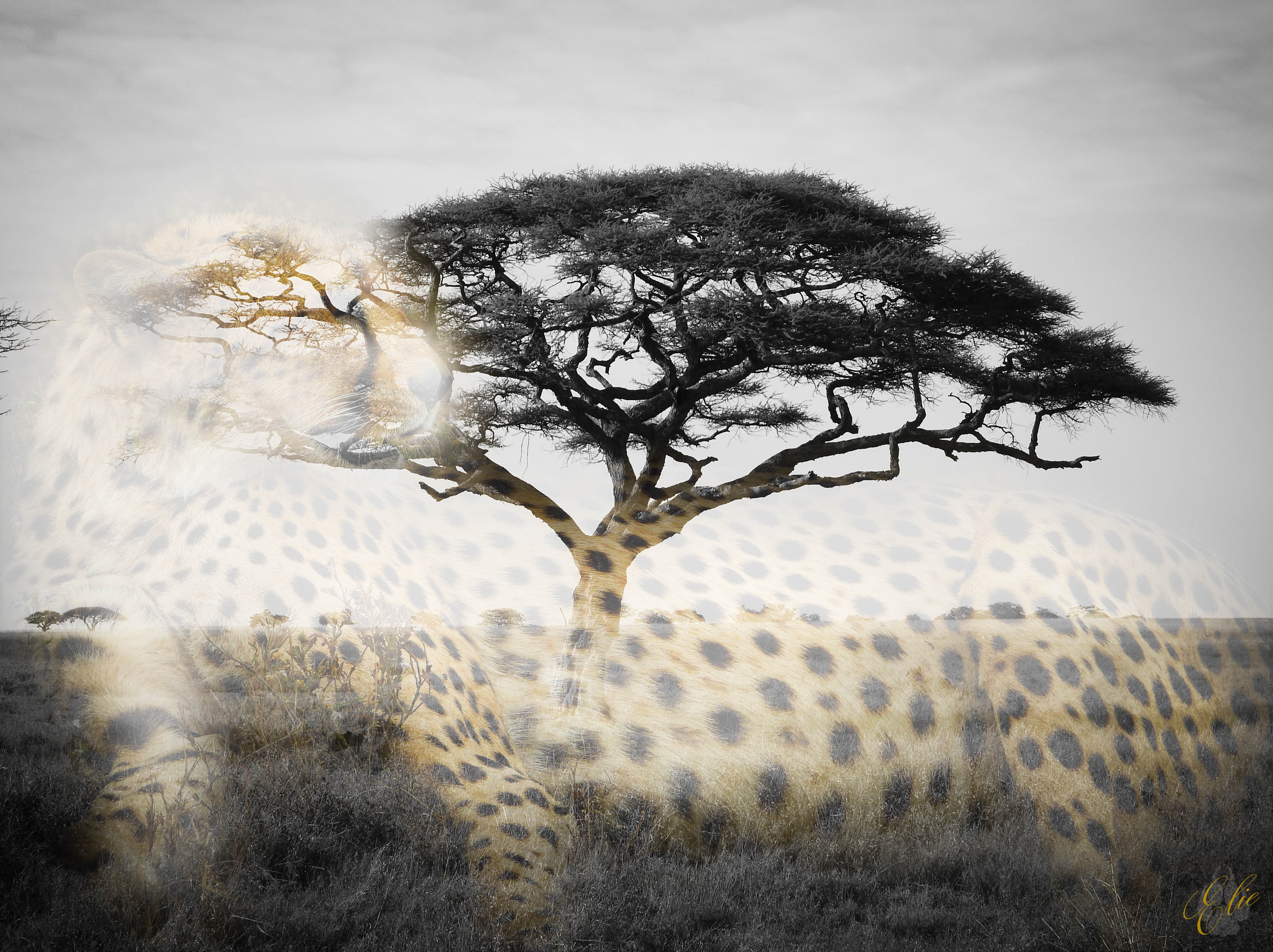 UNDER THE ACACIA Classic Serengeti feel. A cheetah lounging after a big feed, and an acacia tree, in which you often find animals in, or under. Sometimes it is lions, or leopards with a kill, or any number of animals in the afternoon for shade and rest during the intense heat of the day. I've overlaid the two for a double exposure effect that for me, is quintessentially Africa.