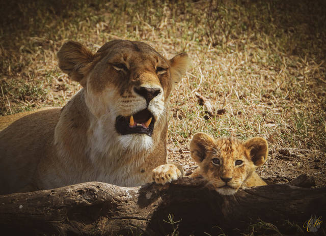 MADONNA AND CHILD A lioness with one of her cubs - the one that never ventured far from momma. They sat under the shade of an acacia near a kopje, napping and intermittently suckling - Serengeti