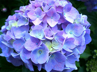 hydrangeas