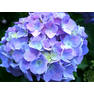 hydrangeas