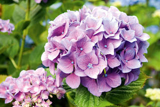 g-flowers-and-plant-hydrangea-purple