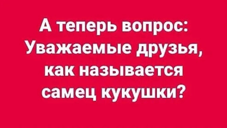 самец кукушки