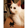 Cat Cafe-4-4