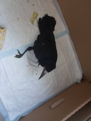 VFL.RU - ваш фотохостинг