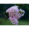 All sizes Lovely white & pink bouquet.. Flickr - Photo Sharing!