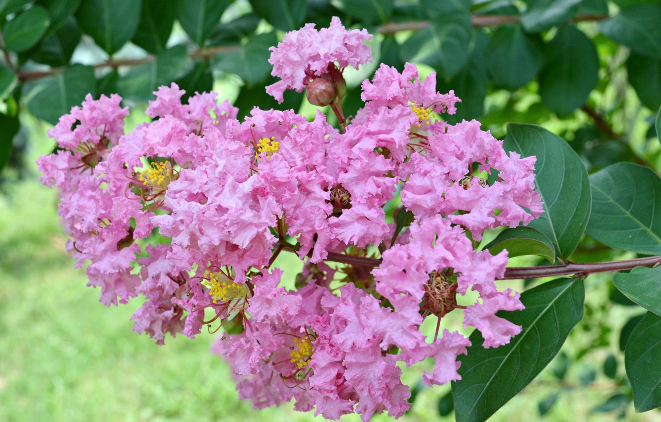 lagerstriomiia-indiiskaia-siren-tsvety
