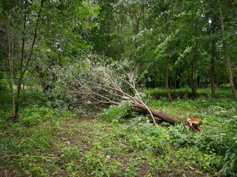 упало дерево в парке