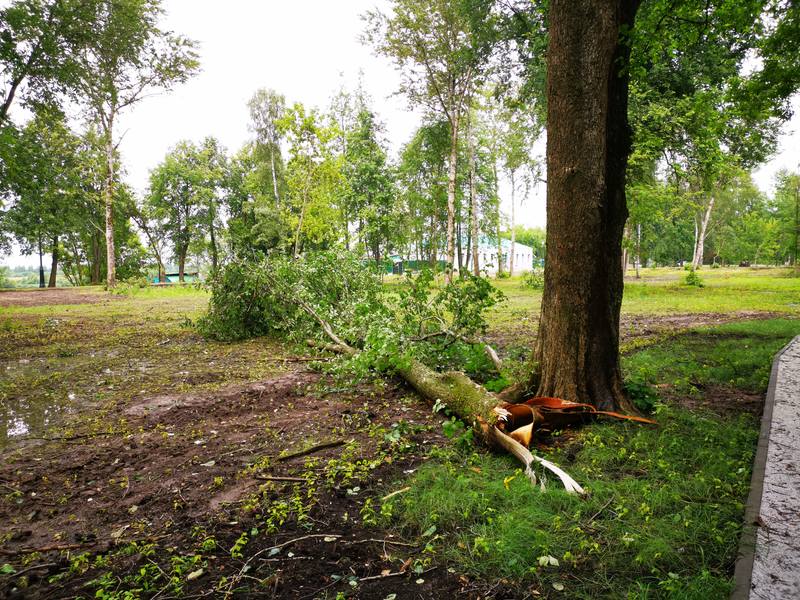 упало дерево в парке 2