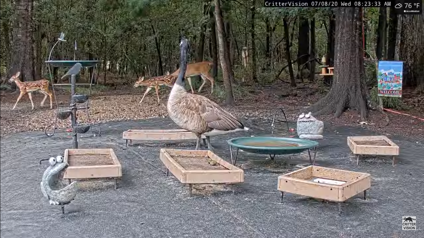 fawns