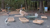 fawns