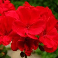 Пеларгония Pac Abelina №4