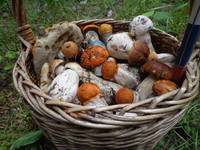 VFL.RU - ваш фотохостинг